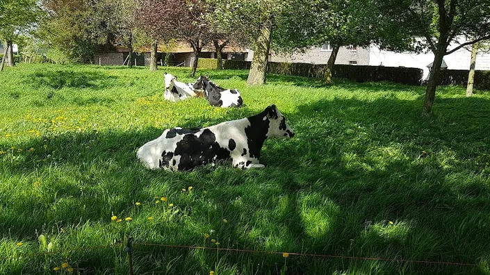 Bedachungen Dümont